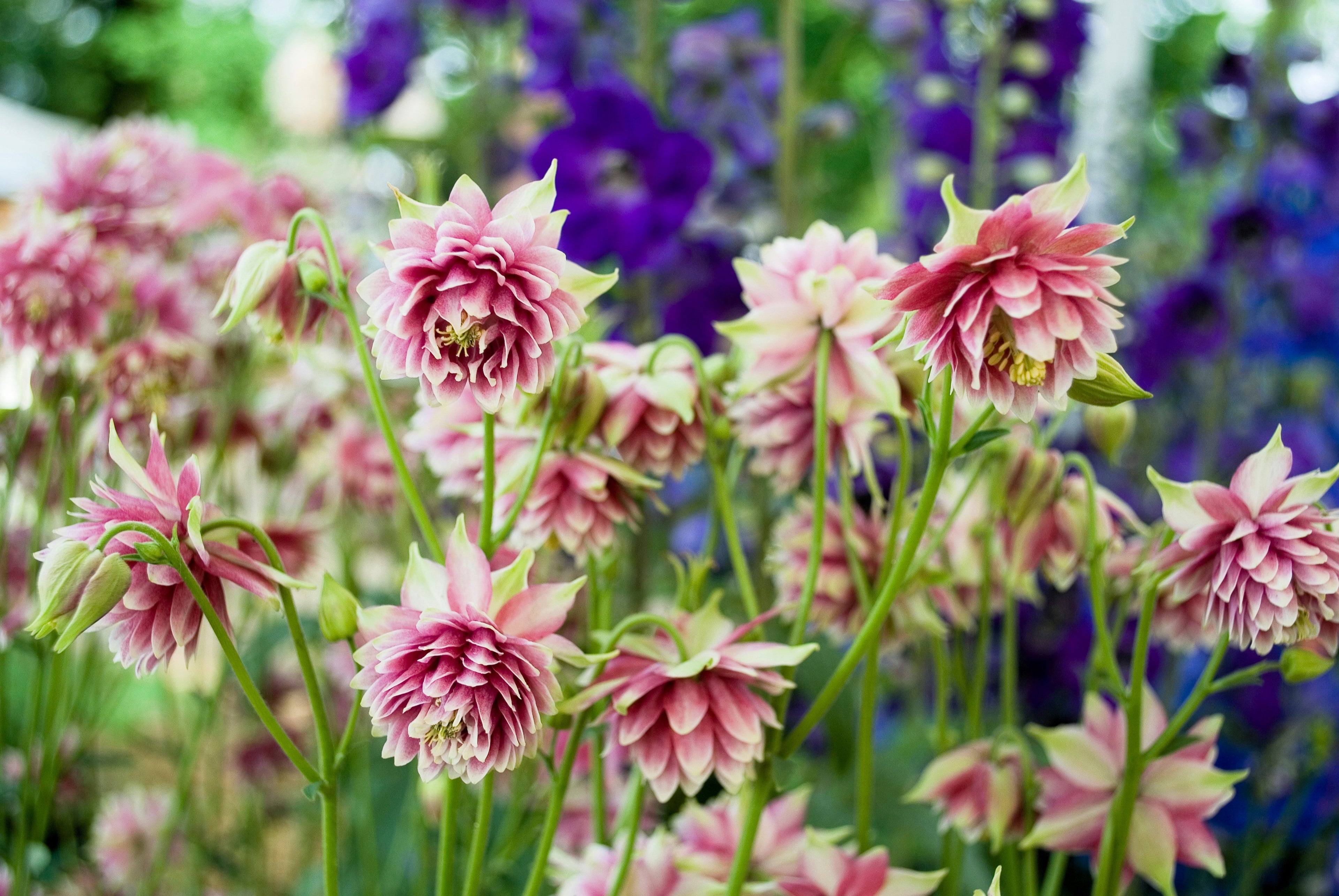25 NORA BARLOW Pink COLUMBINE Aquilegia Caerulea Flower Seeds