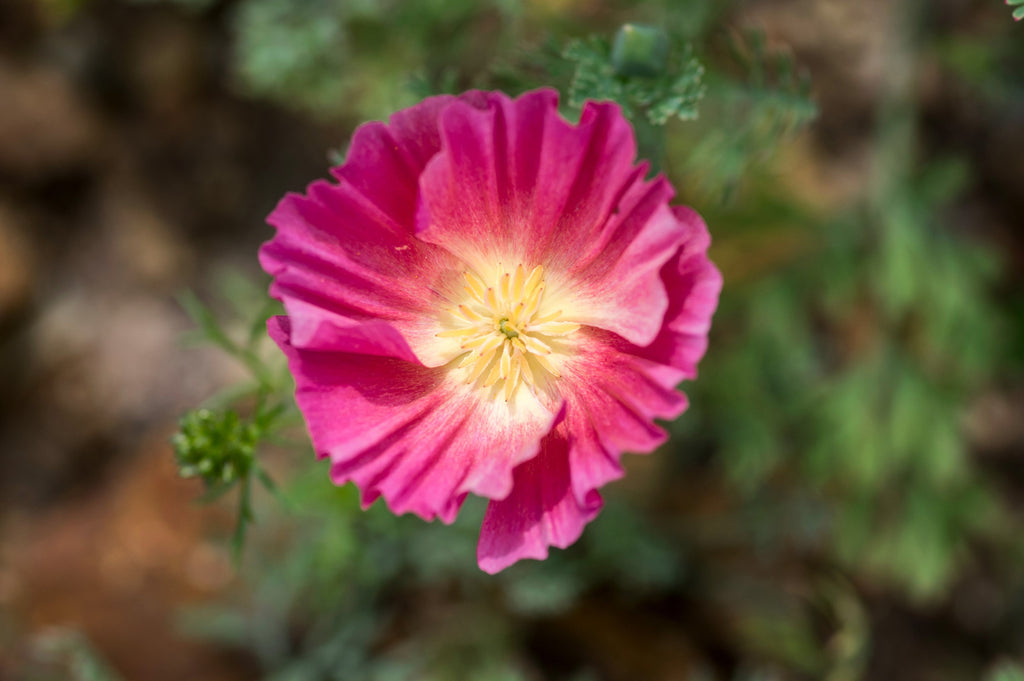 100 PURPLE Gleam CALIFORNIA POPPY Eschscholzia Californica Flower Seed ...