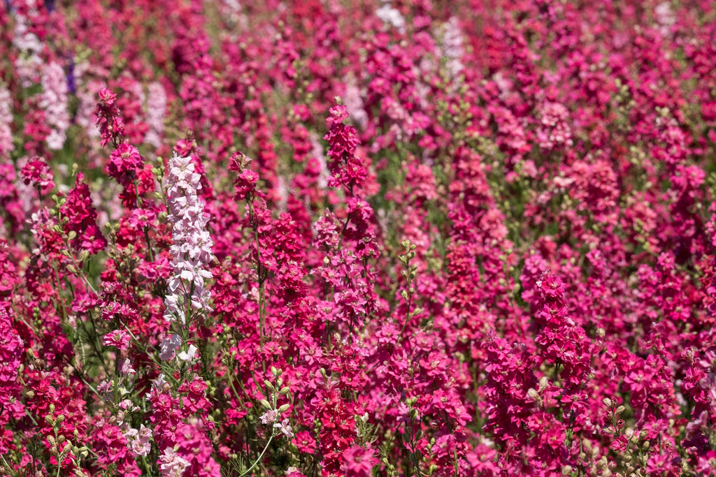 100 SUBLIME PINK LARKSPUR Consolida Ambigua Ajacis Delphinium Bright Pink Flower Seeds