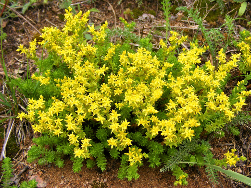 150 MIXED SEDUM Stonecrop Succulent Groundcover Red White Yellow Pink Purple Flower Seeds
