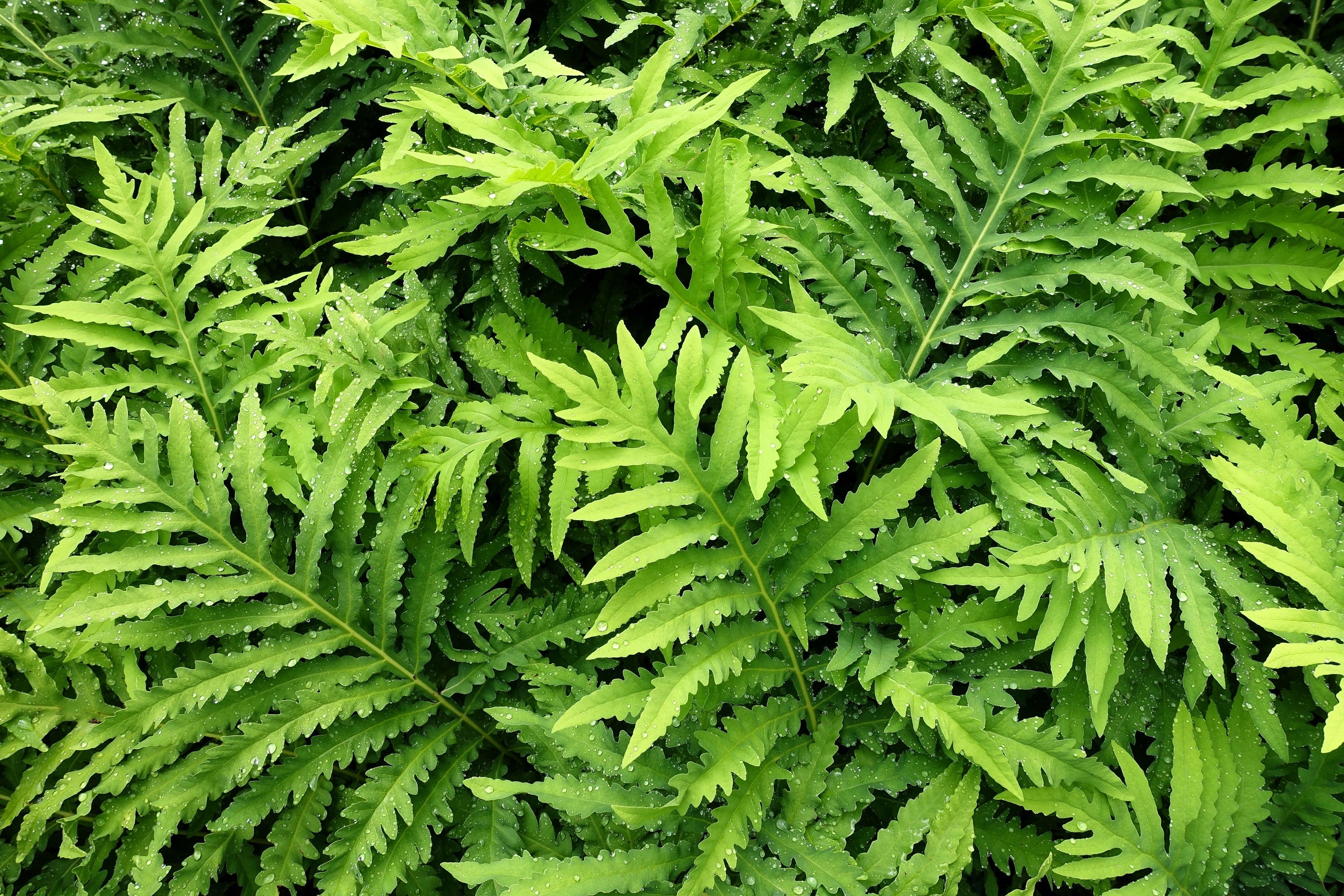 1000 + SENSITIVE FERN Onoclea Sensibilis aka Bead or Sympathy Fern Spores Seeds