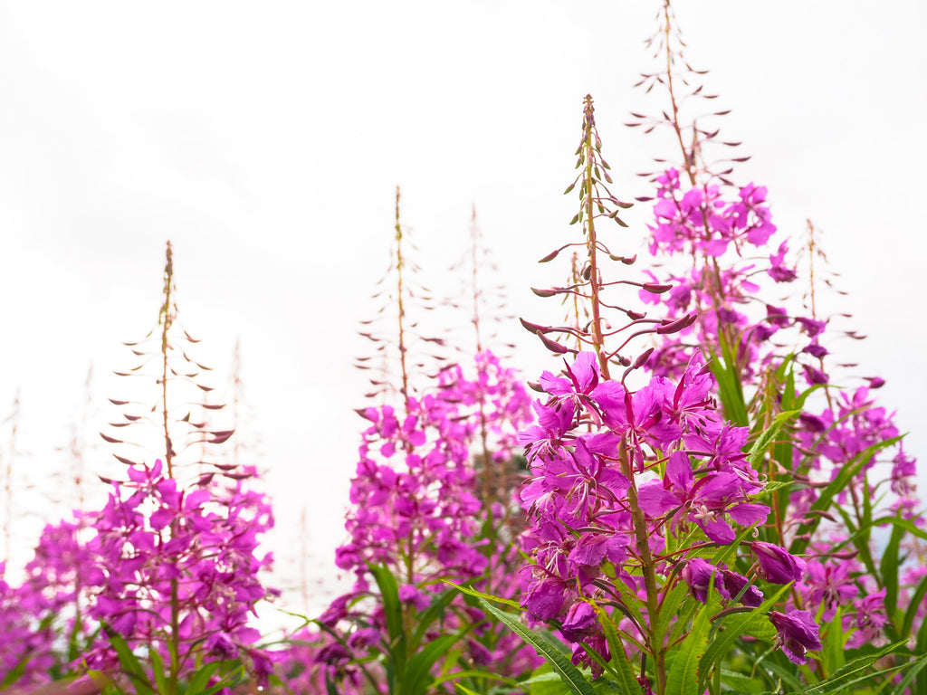 300 FIREWEED / ROSEBAY (Great Willowherb) Epilobium Angustifolium Flower Seeds