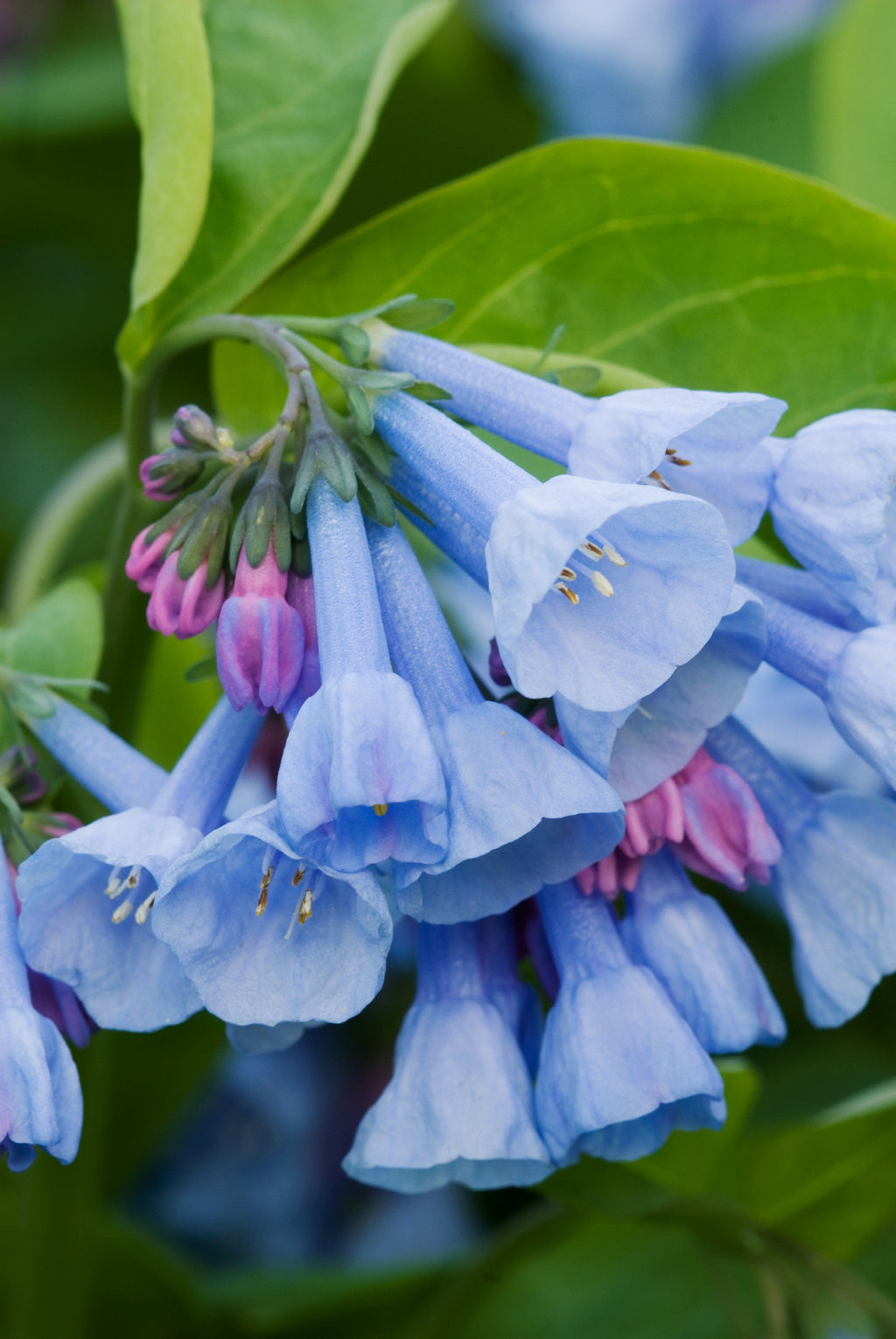 20 VIRGINIA BLUEBELLS True Blue & Pink Mertensia Virginica Flower Seeds