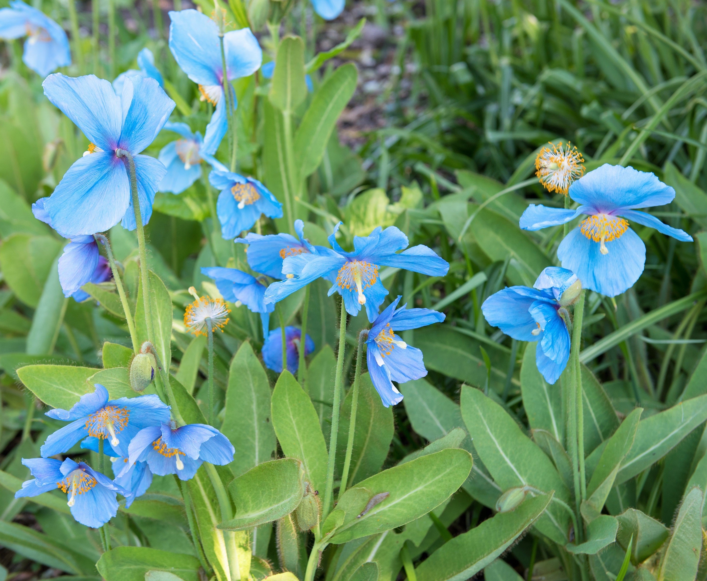 10 BLUE HIMALAYAN POPPY Tibetan Meconopsis Betonicifolia Flower Seeds