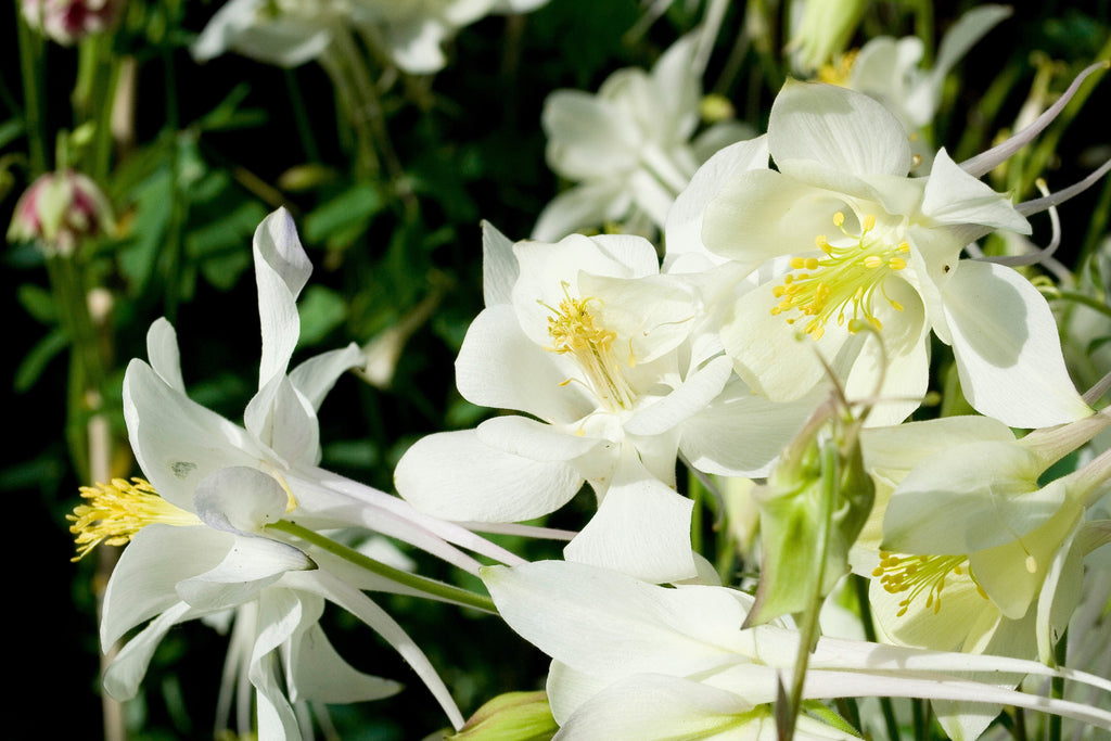 50 MCKANAS GIANT COLUMBINE Mixed Colors Aquilegia Hybrida Flower Seeds