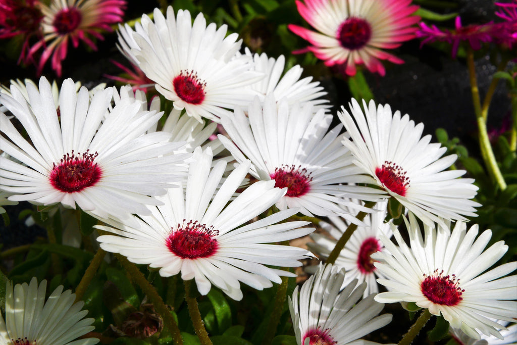 200 MIXED Colors ICE PLANT ( Mesembryanthemum Daisy / Livingstone Daisy ) Dorotheanthus Bellidiformis Flower Seeds