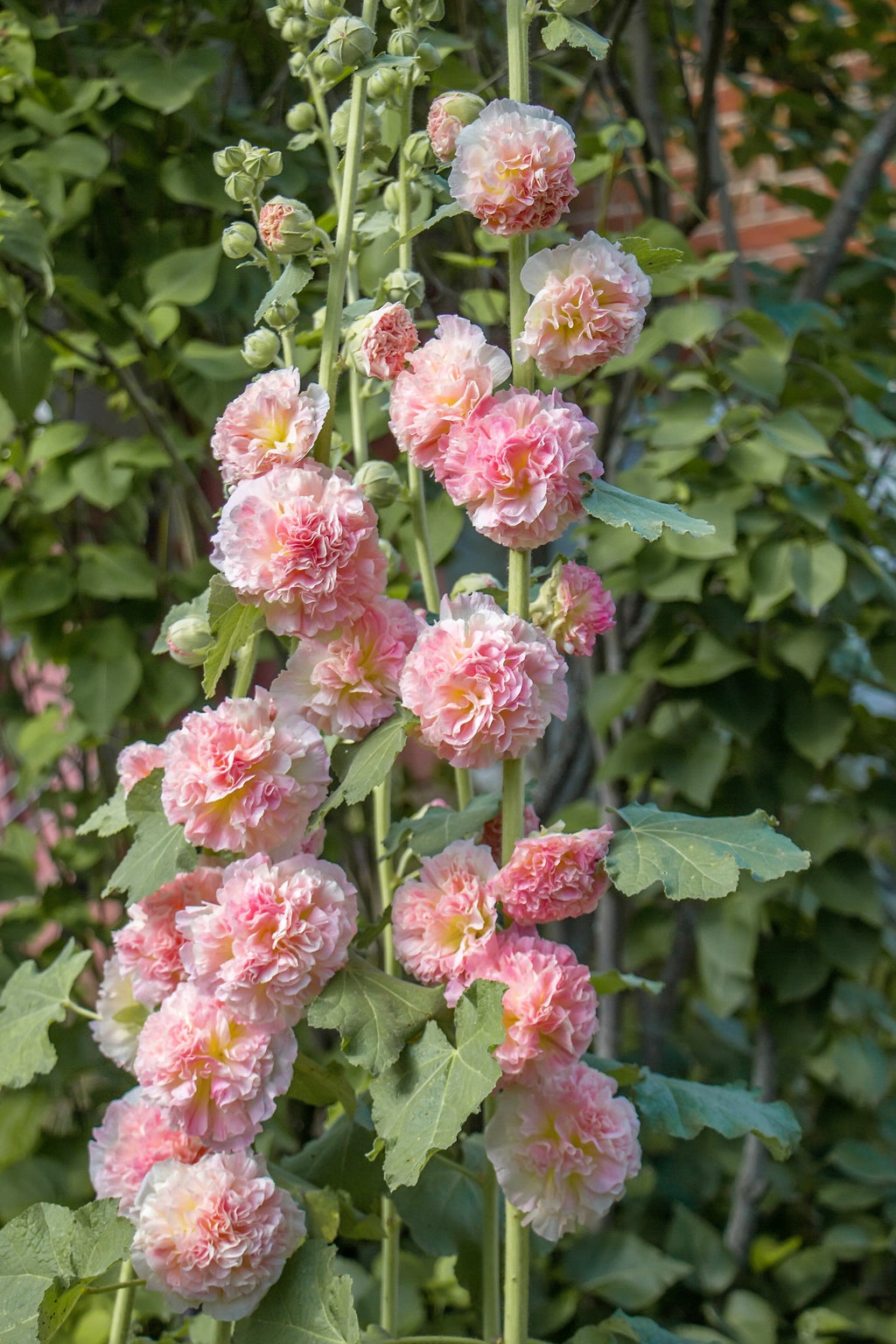 50 SUMMER CARNIVAL HOLLYHOCK Double Mixed Colors Red Pink White Yellow Peach Alcea Rosea Flower Seeds