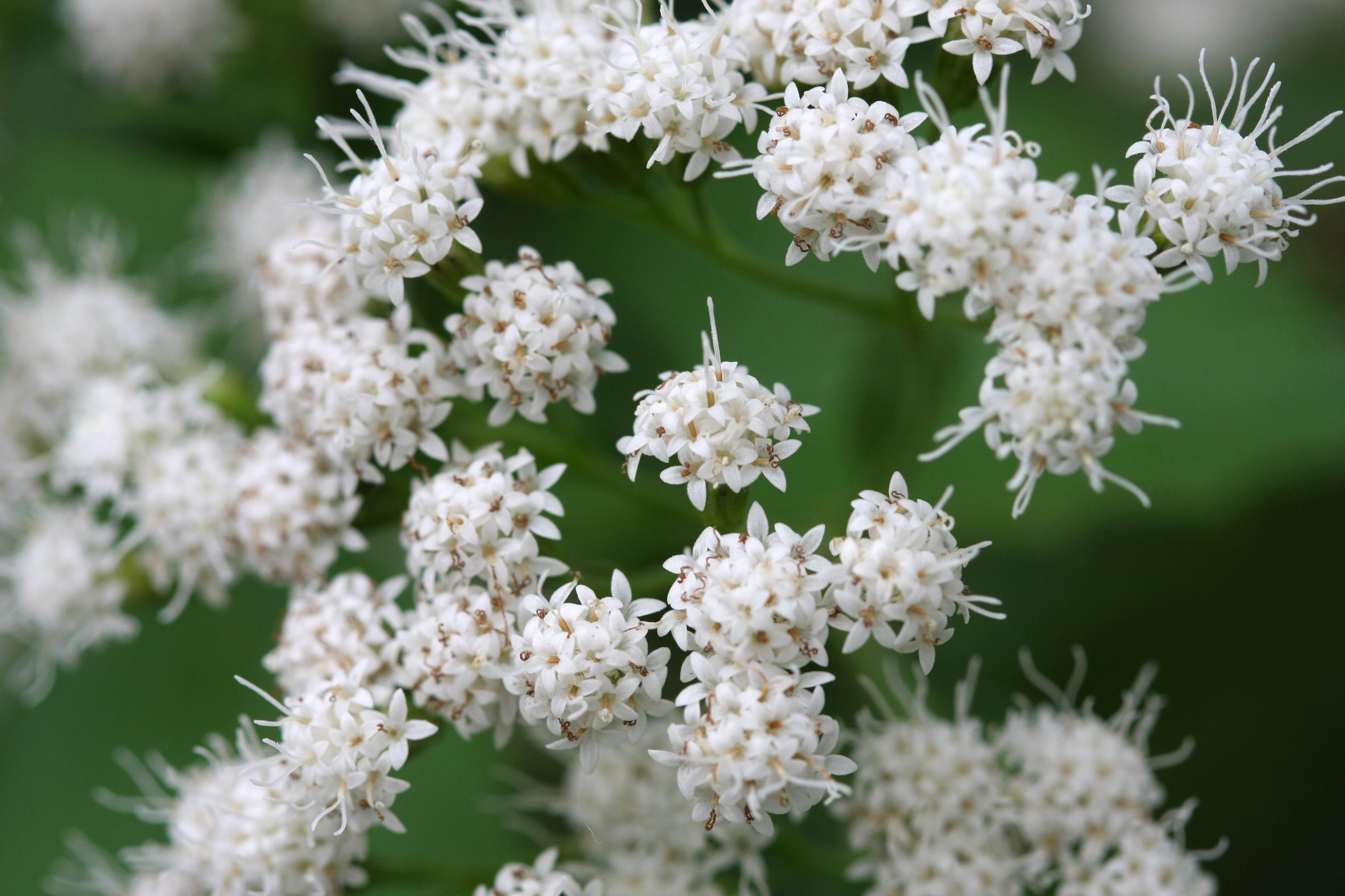 50 CHOCOLATE Joe PYE WEED Eupatorium Rugosum Flower Seeds