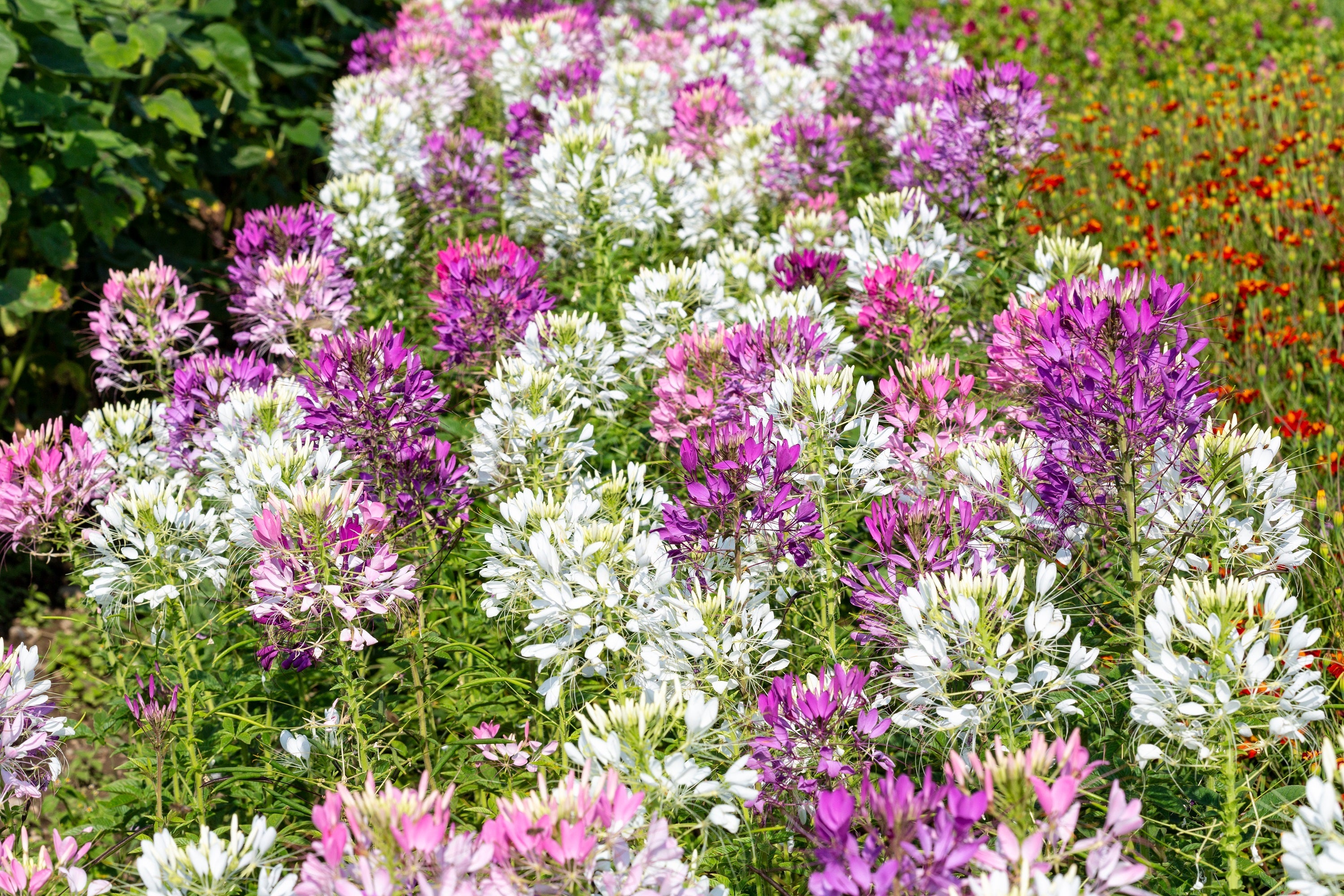 250 MIXED Colors QUEEN CLEOME (Spider Flower) Cleome Hassleriana Cleome Spinosa Flower Seeds