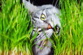 500 Organic CAT GRASS WHEAT Grass Pet Grass Wheatgrass Catgrass Triticum Aestivum Seeds