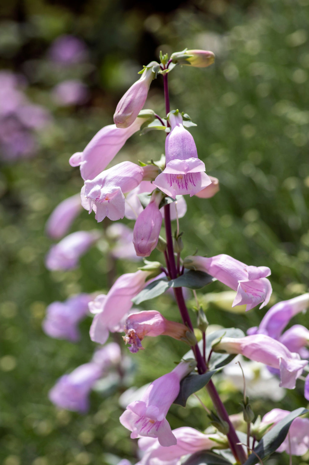 250 LARGE FLOWERED BEARDTONGUE Penstemon Grandiflorus Native Pink Purple Flower Seeds