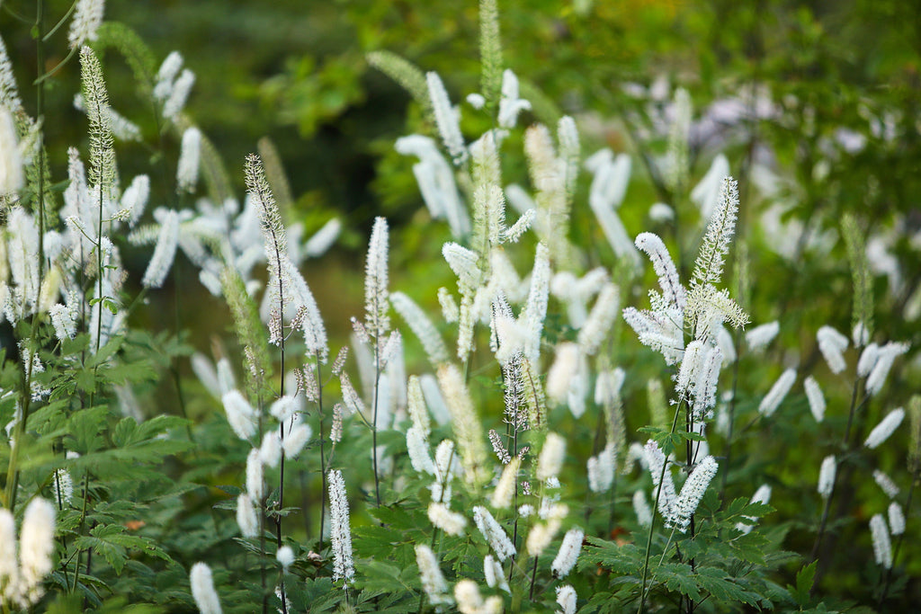 10 DOLL'S EYES Flower White Baneberry Cohosh Actaea Pachypoda Alba Seeds