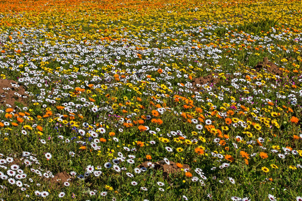 1000 MIXED AFRICAN DAISY ( Cape Marigold / Sun Marigold ) Dimorphotheca Sinuata Flower Seeds