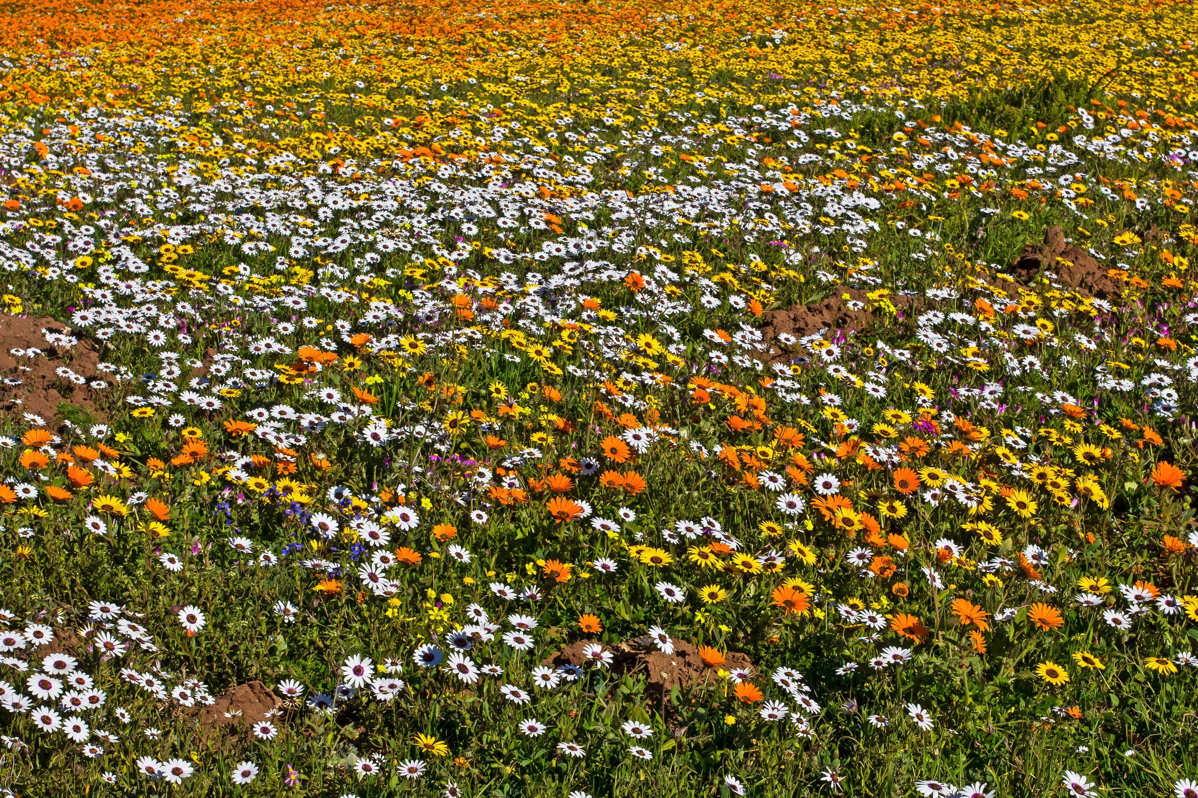 1000 MIXED AFRICAN DAISY ( Cape Marigold / Sun Marigold ) Dimorphotheca Sinuata Flower Seeds