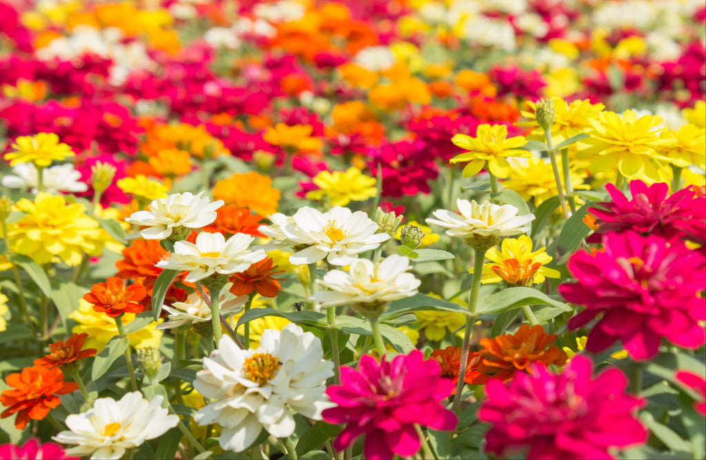 250 ZIN MASTER ZINNIA Mix Elegans Mixed Colors Flower Seeds