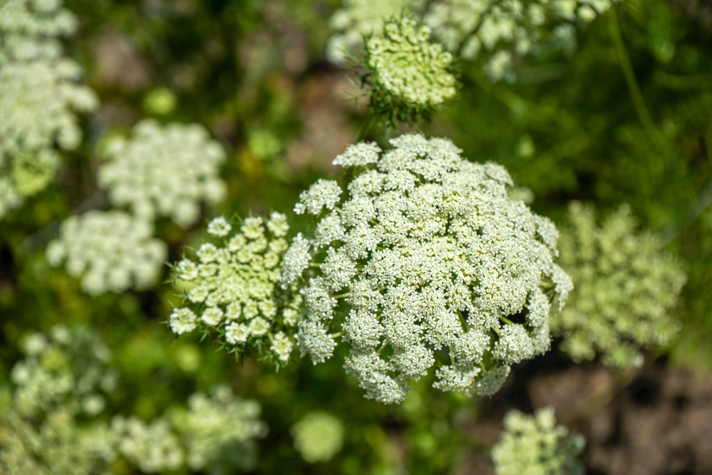 300 LUNAR WHITE CARROT Daucus Carota Vegetable Seeds