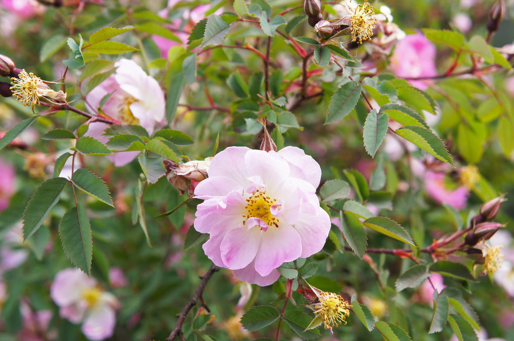 25 PINK SWAMP ROSE Rosa Palustris Flower Shrub Bush ( Average - Wet Soil ) Seeds