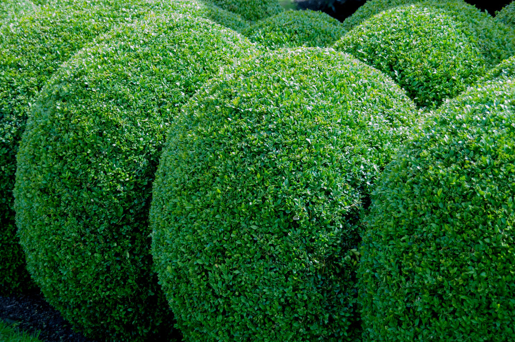 30 AMERICAN BOXWOOD Common Buxus Sempervirens European Box Shrub Seeds
