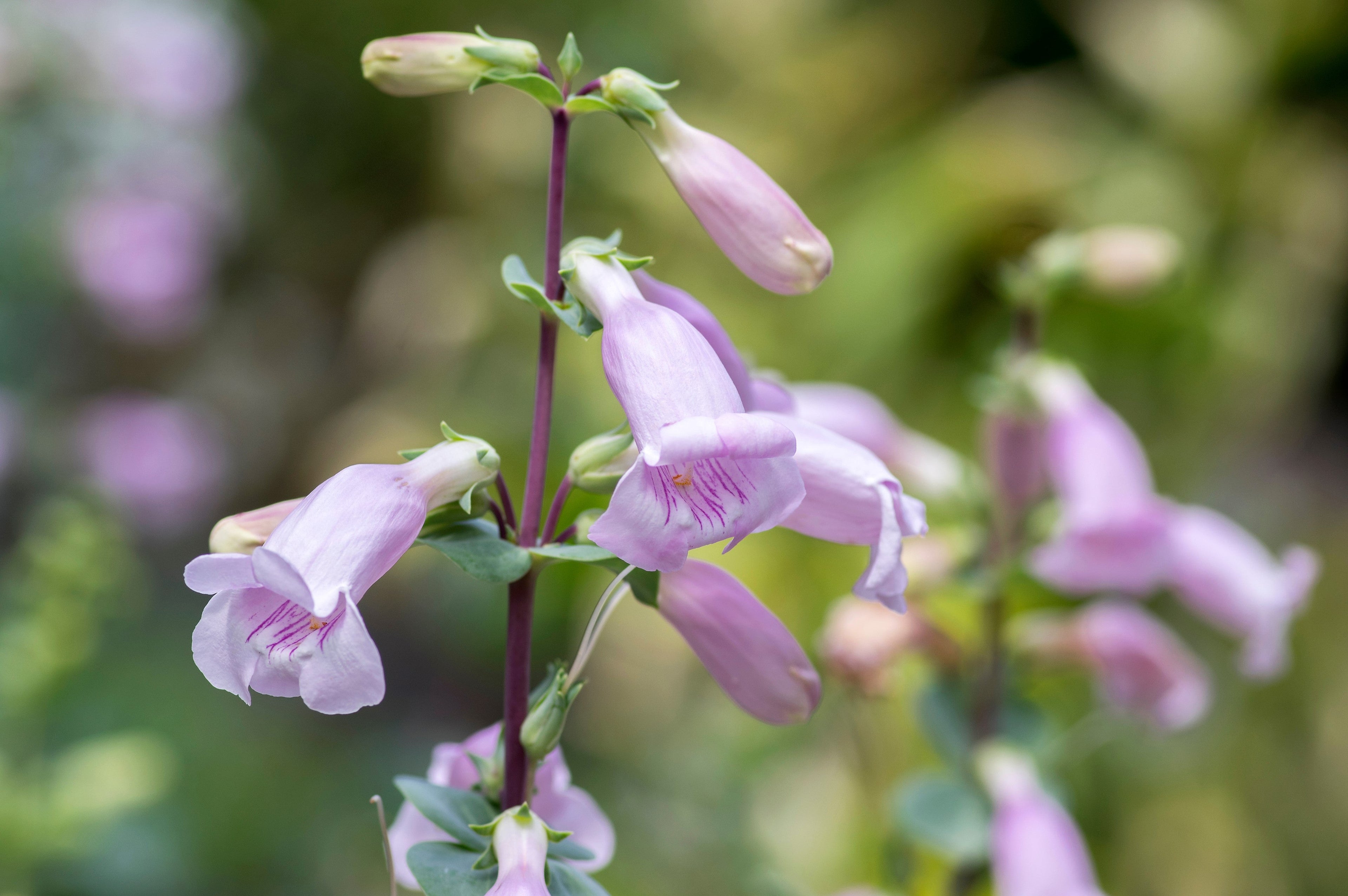 250 LARGE FLOWERED BEARDTONGUE Penstemon Grandiflorus Native Pink Purple Flower Seeds