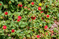 50 Red Indian TUTTIFRUTTI STRAWBERRY Duchesnea Indica Flower Berry Fruit Seed