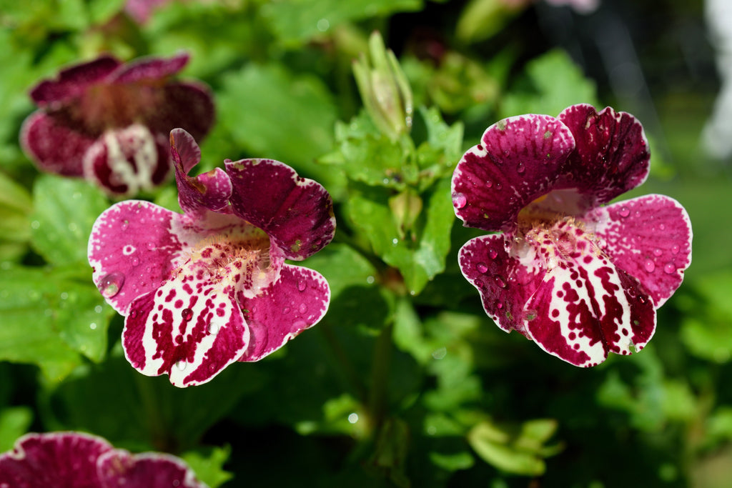 250 TIGER MONKEY Mixed Colors Mimulus Tigrinus Flower Seeds