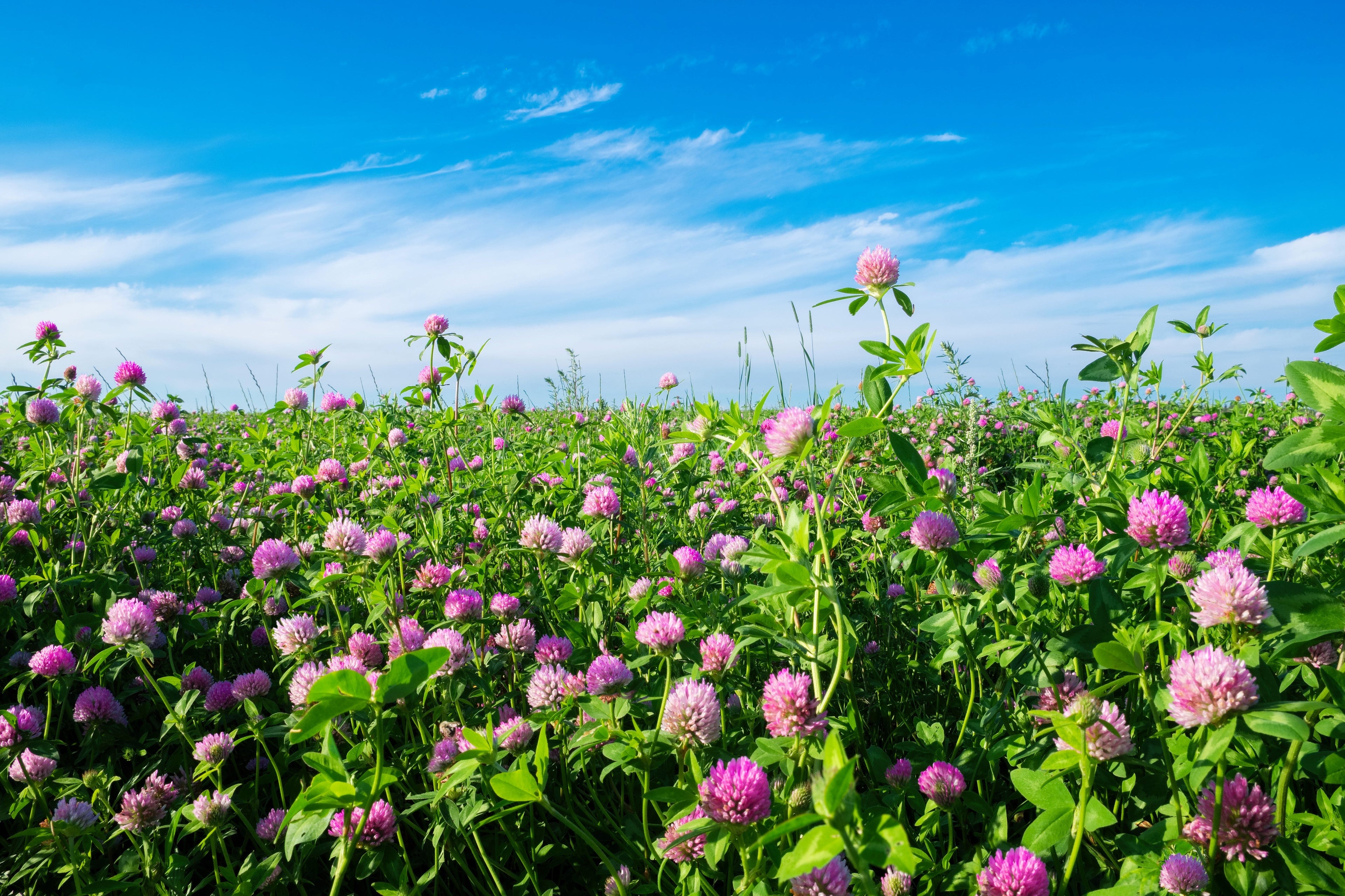 1500 RED CLOVER Monarchs Trifolium Pratense Rose Mauve Flower Ground Cover Seeds