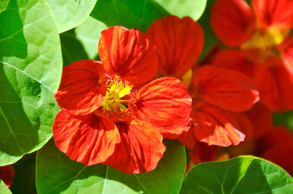 25 Dwarf RED EMPRESS NASTURTIUM Tropaeolum Majus Nanum Hummingbird Flower Seeds