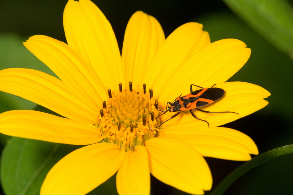 200 Yellow SWAMP MARIGOLD Bidens Aristosa Mutica Flower Seeds
