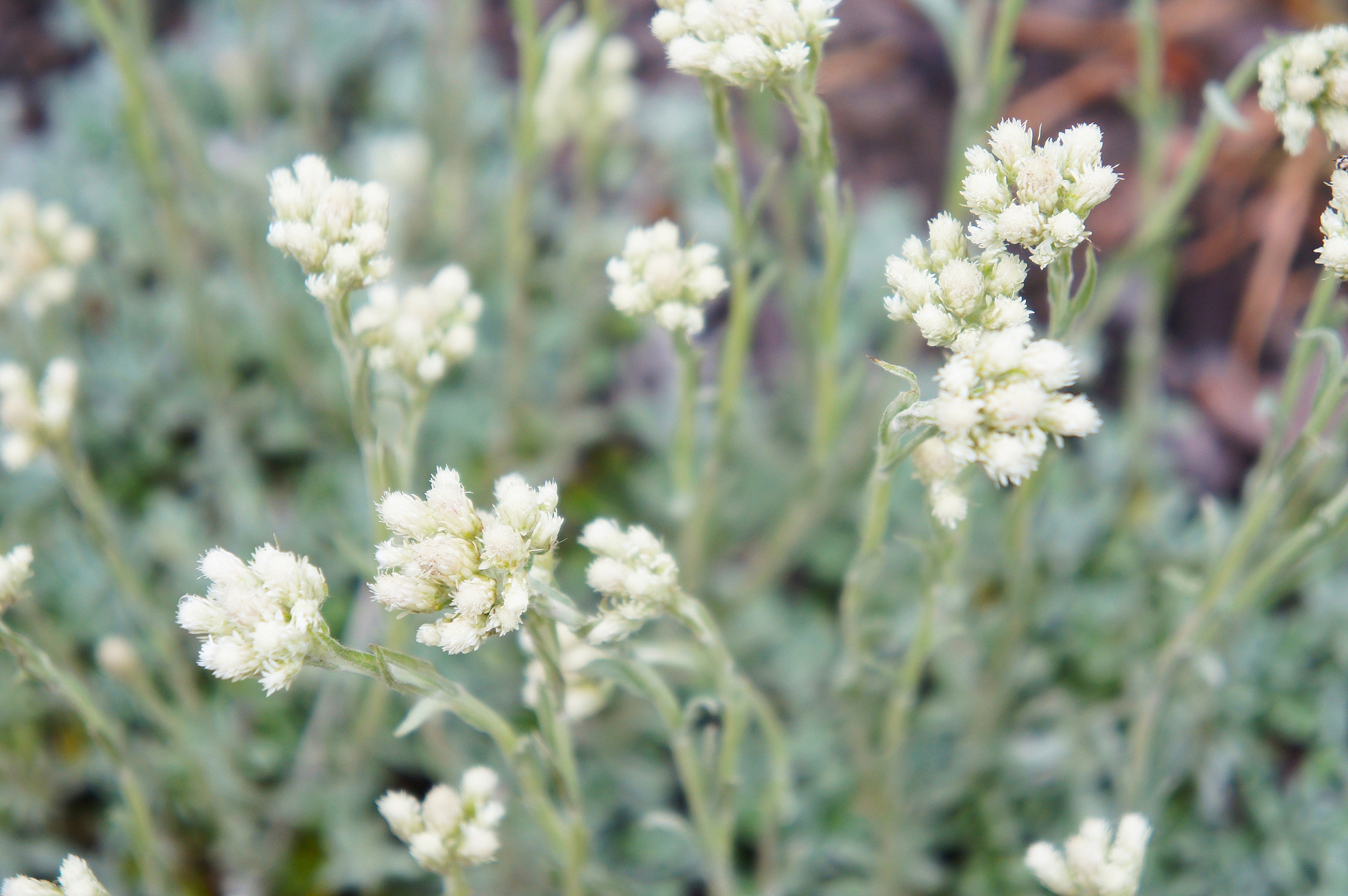 150 White PUSSYTOES Cats Paws Antennaria Plantaginifolia Flower Seeds