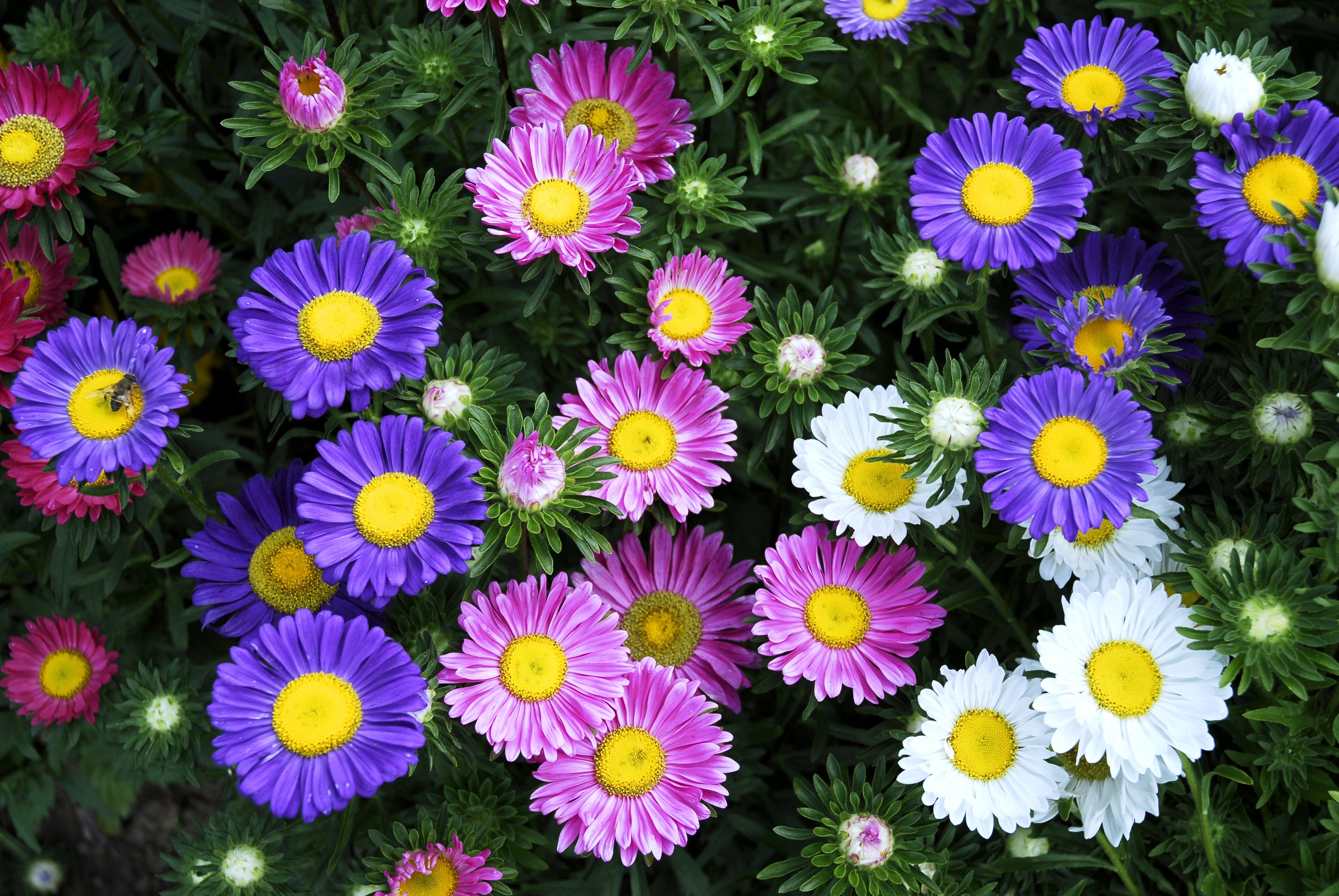 250 MIXED Colors CHINA ASTER Callistephus Chinensis Flower Seeds