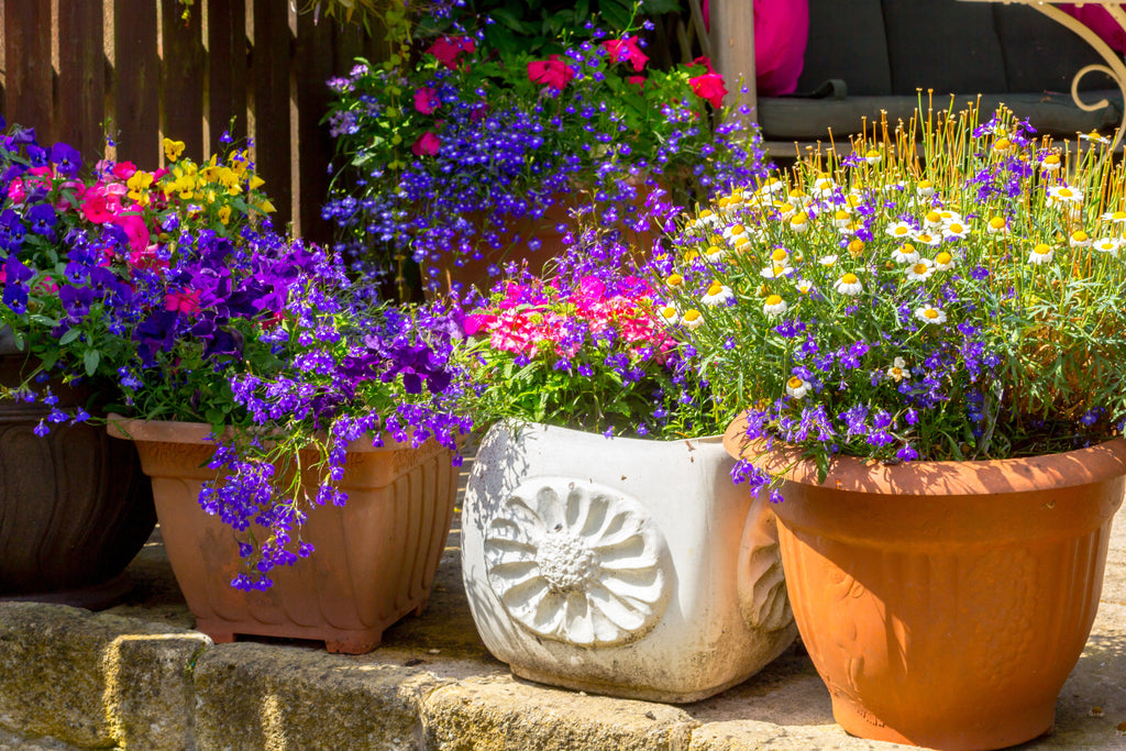 200 MIXED COLORS LOBELIA Regatta Lobelia Erinus Flower Seeds
