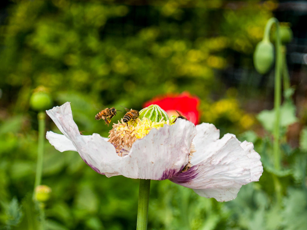 350 TASMANIAN Purple & White POPPY Papaver Somniferum Flower Seeds