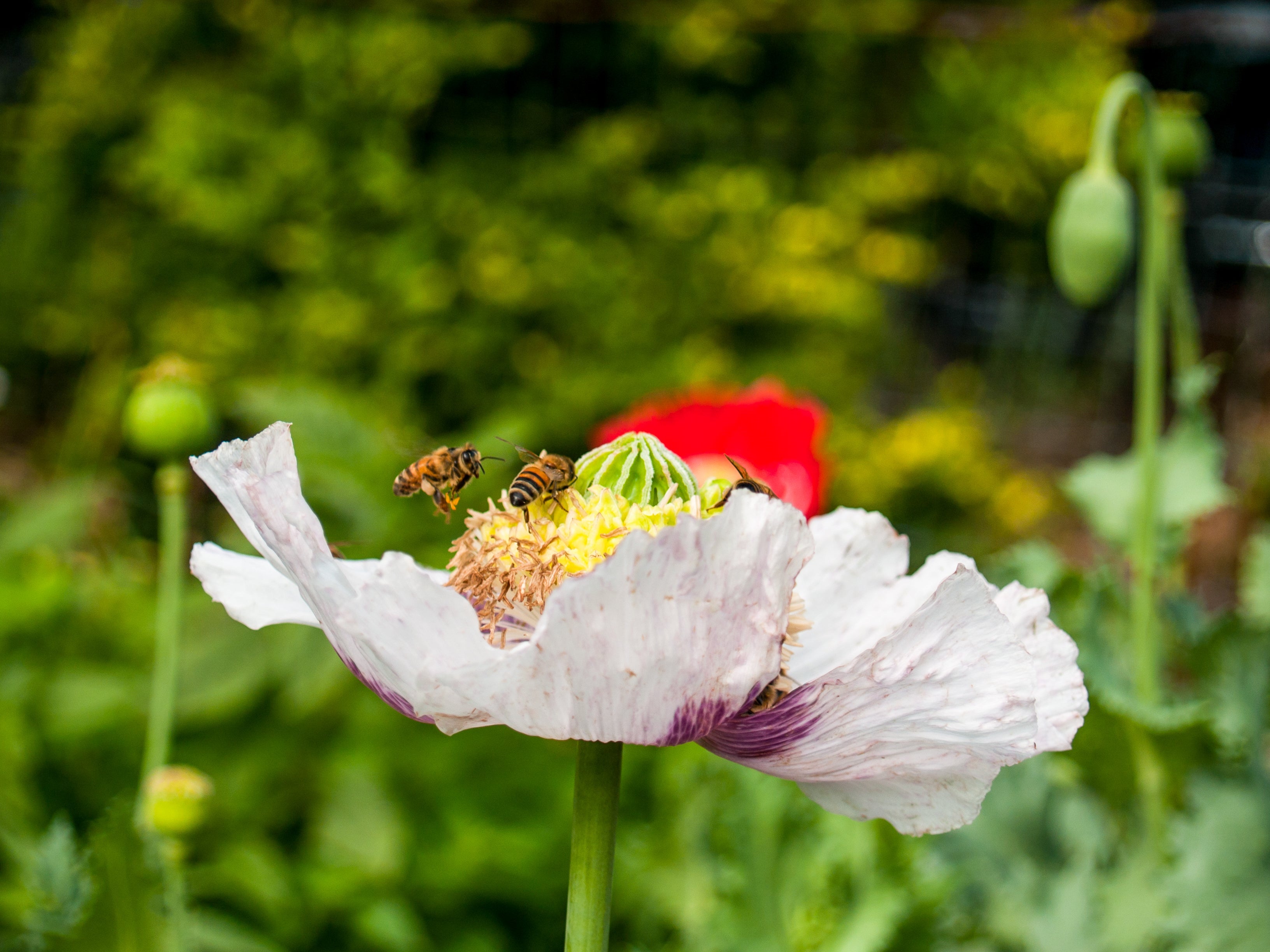 350 TASMANIAN Purple & White POPPY Papaver Somniferum Flower Seeds