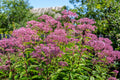 50 Pink JOE PYE WEED Eupatorium Maculatum Flower Seeds