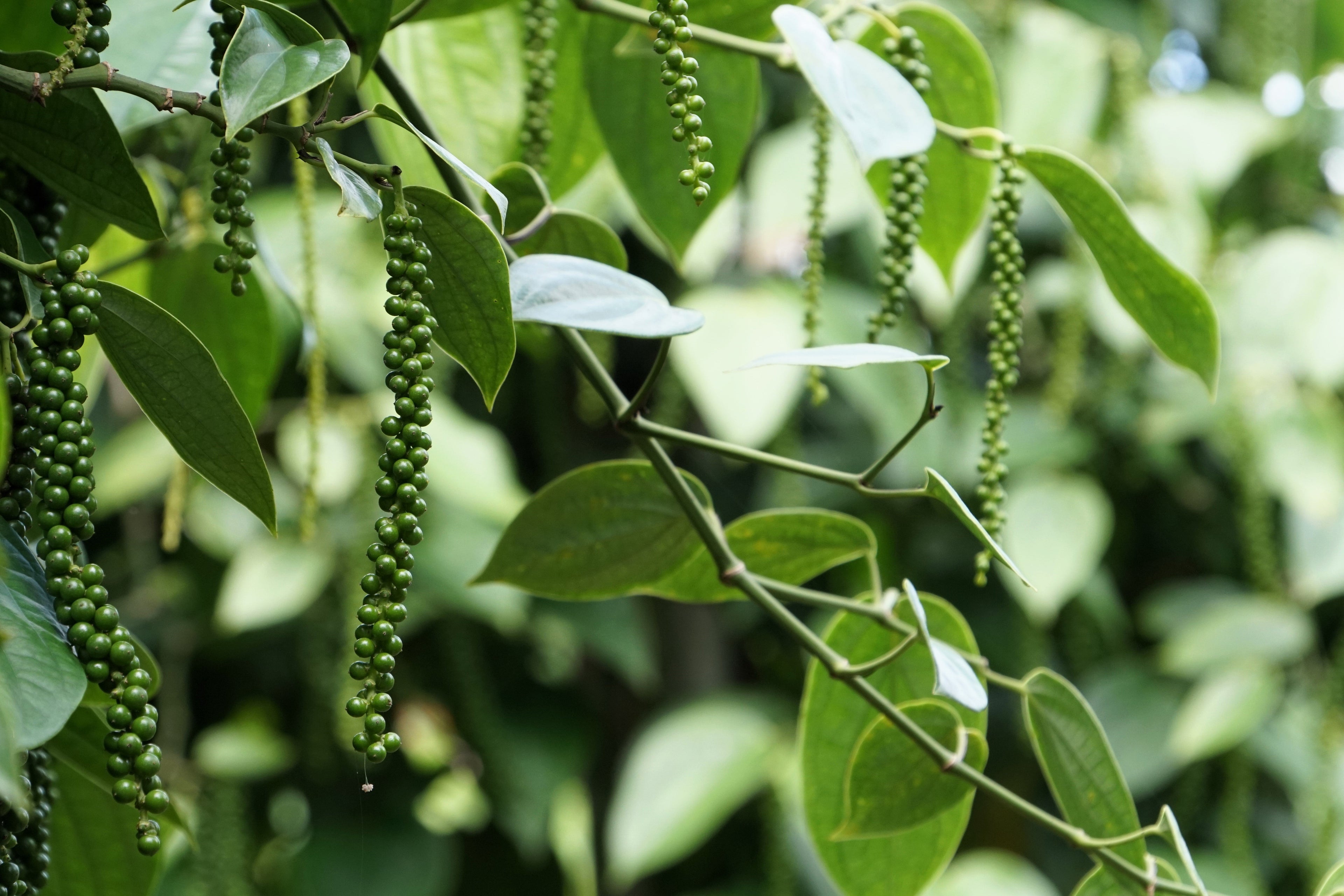25 BLACK PEPPERCORN Black Pepper Piper Nigrum Spice Vine Seeds