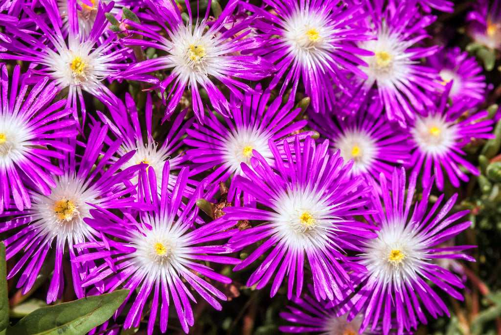 200 MIXED Colors ICE PLANT ( Mesembryanthemum Daisy / Livingstone Daisy ) Dorotheanthus Bellidiformis Flower Seeds
