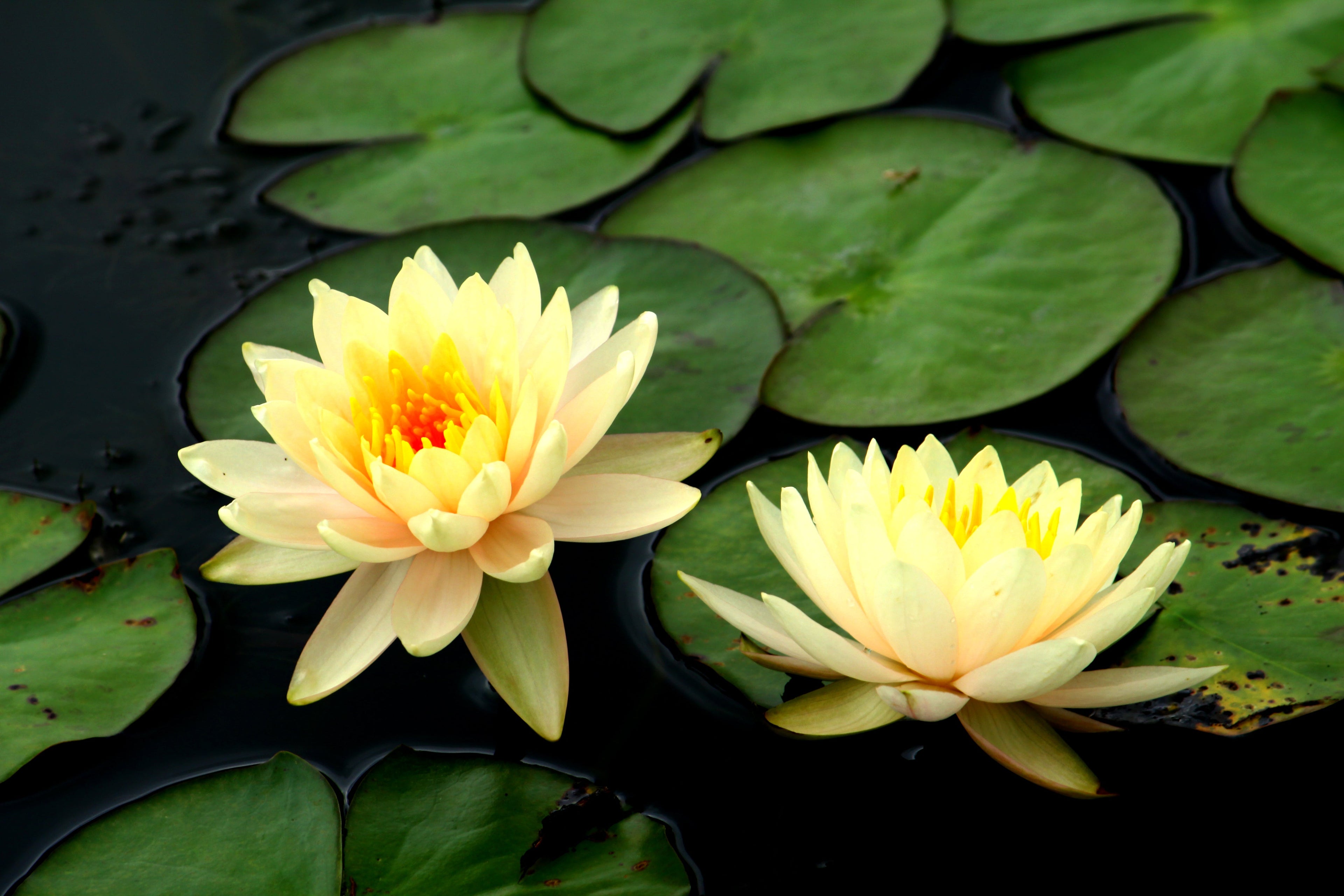 3 Organic Mixed Colors LOTUS Nelumbo Nucifera Pond Water Lily Lilypad Blue Red Flower Large Seeds