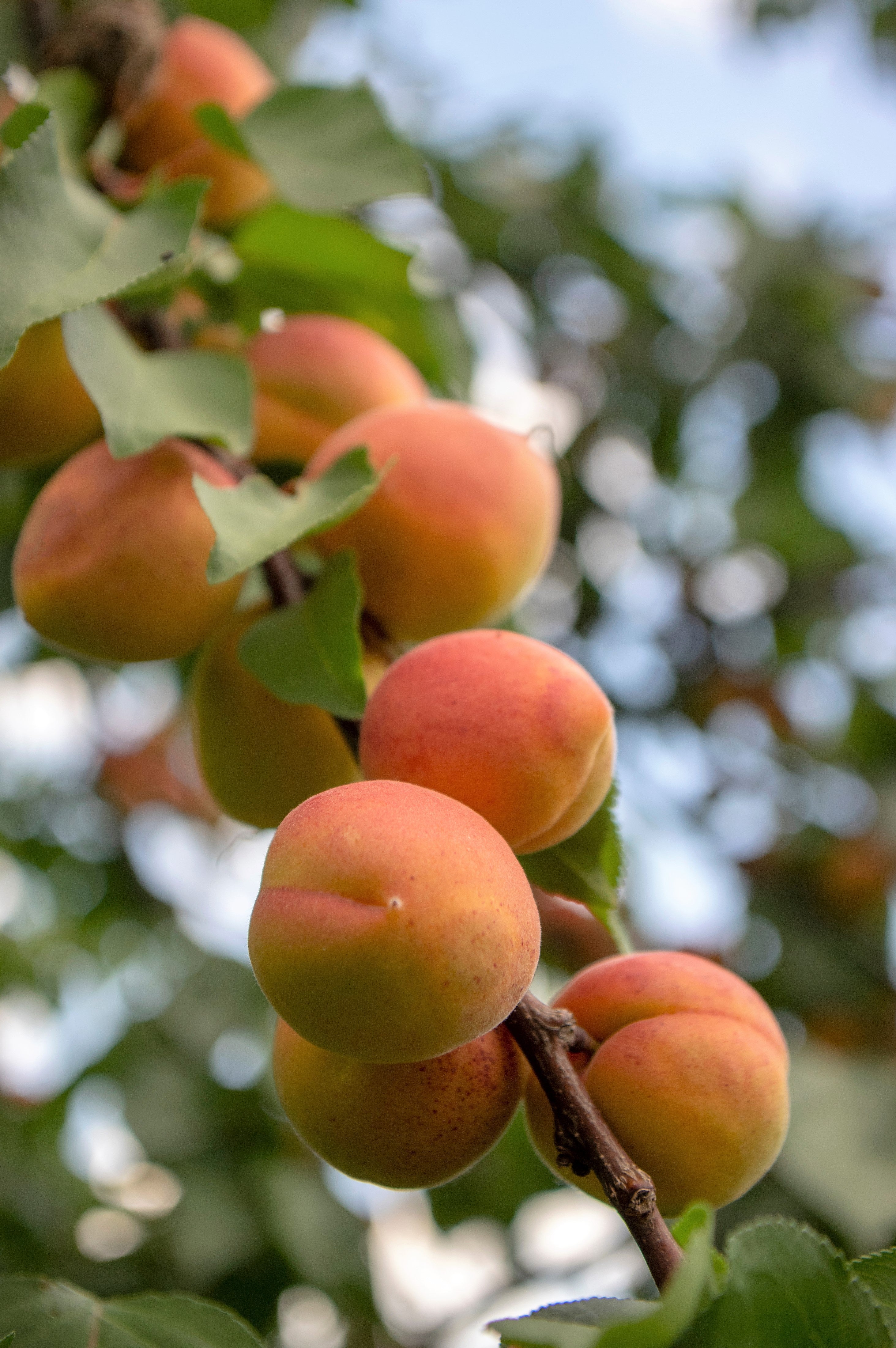 5 COMMON APRICOT Fruit Tree Prunus Armeniaca White Pink Flower Seeds