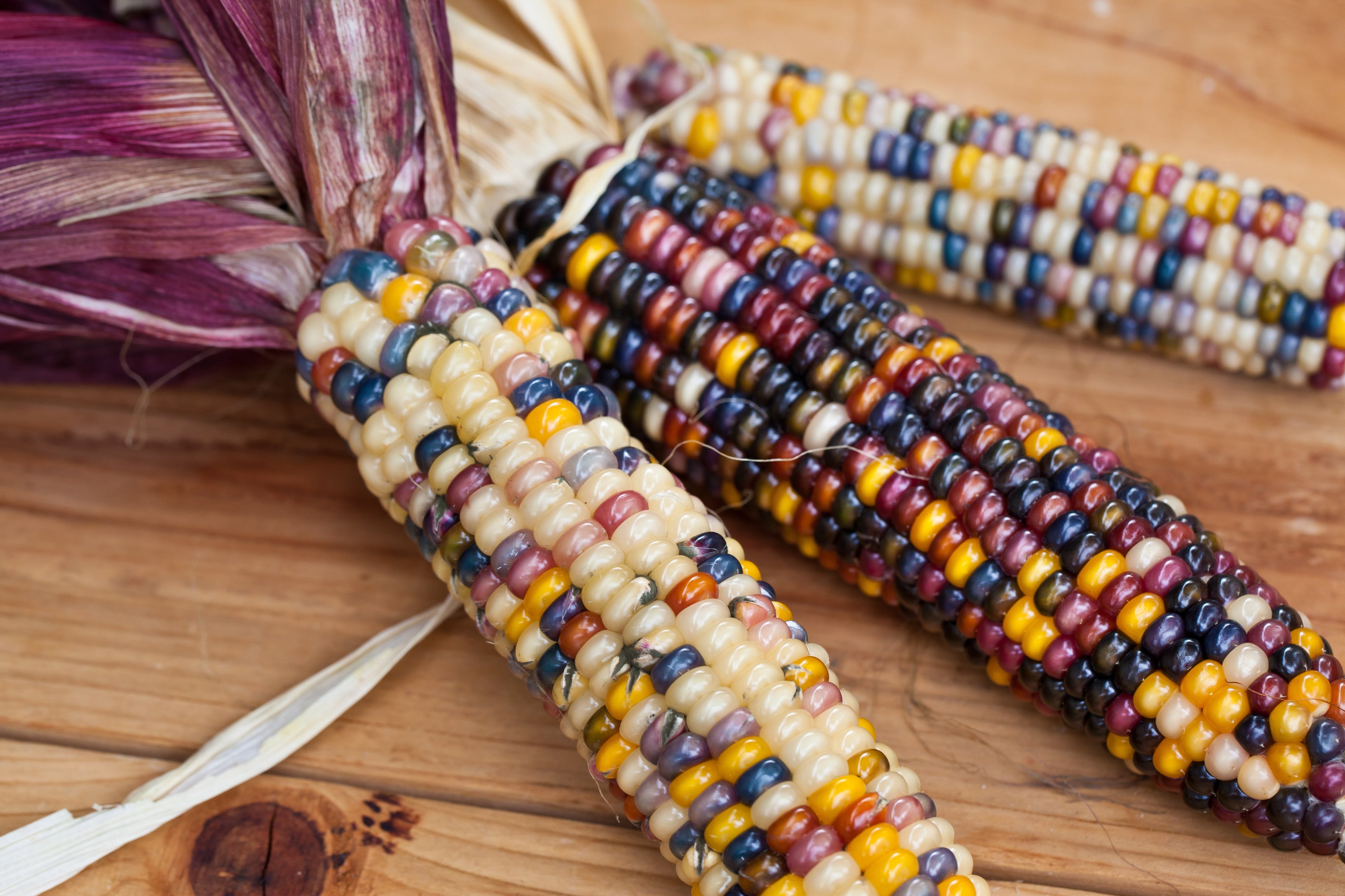100 Ornamental INDIAN CORN WAMPUM Mixed Colors Zea Mays Vegetable Seeds