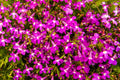 200 MAGENTA PINK LOBELIA Regatta Lobelia Erinus Flower Seeds