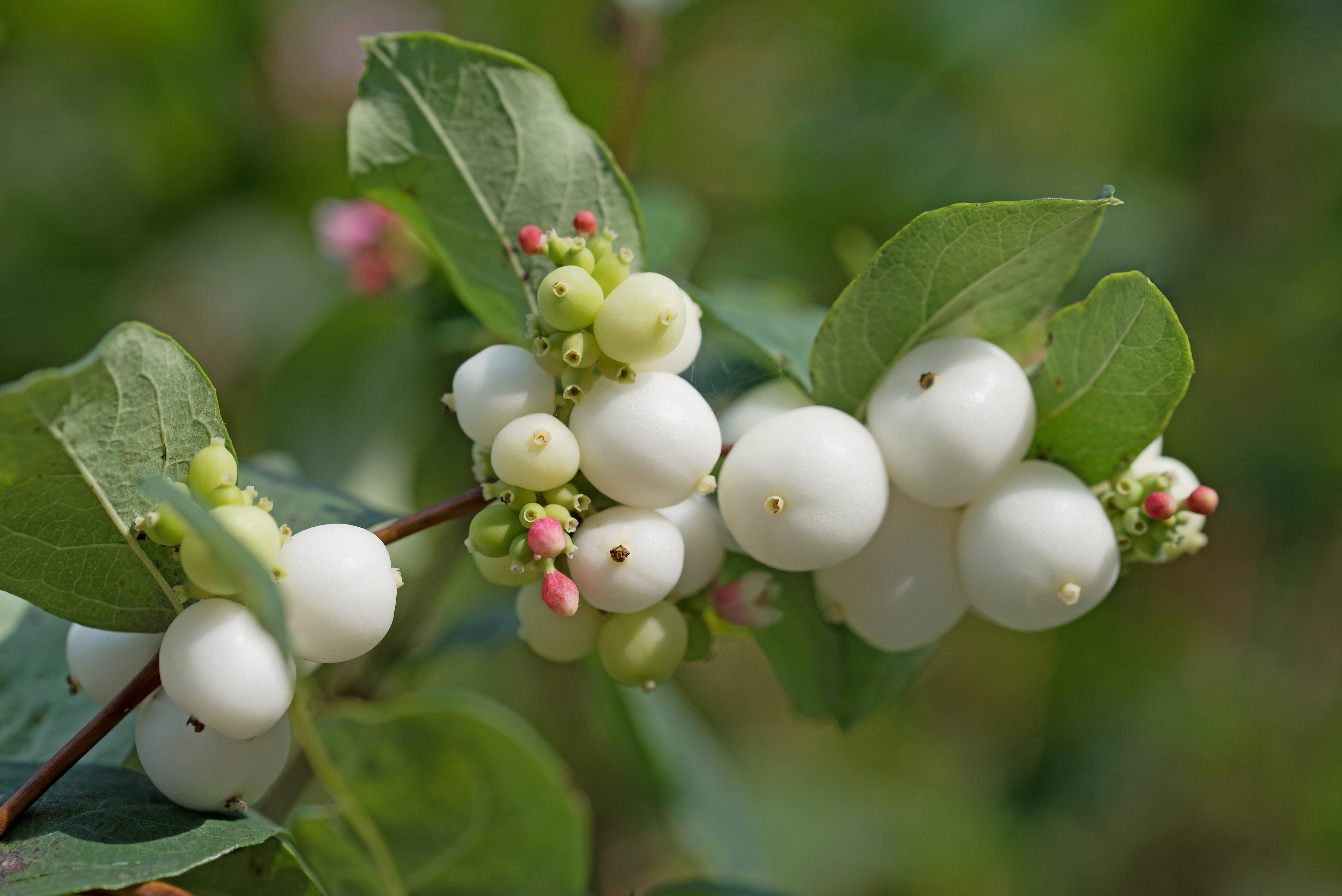 25 COMMON SNOWBERRY - WHITE Berries Pink Flowers Symphoricarpos Alba Shrub Seeds