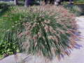 25 Dwarf Purple CHINESE FOUNTAIN GRASS Pennisetum Alopecuroides Hardy Ornamental Seeds