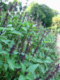 500 ANISE PERSIAN BASIL Ocimum Basilicum Herb Flower Seeds