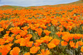 1000 ORANGE CALIFORNIA POPPY Eschscholzia Californica Flower Seeds