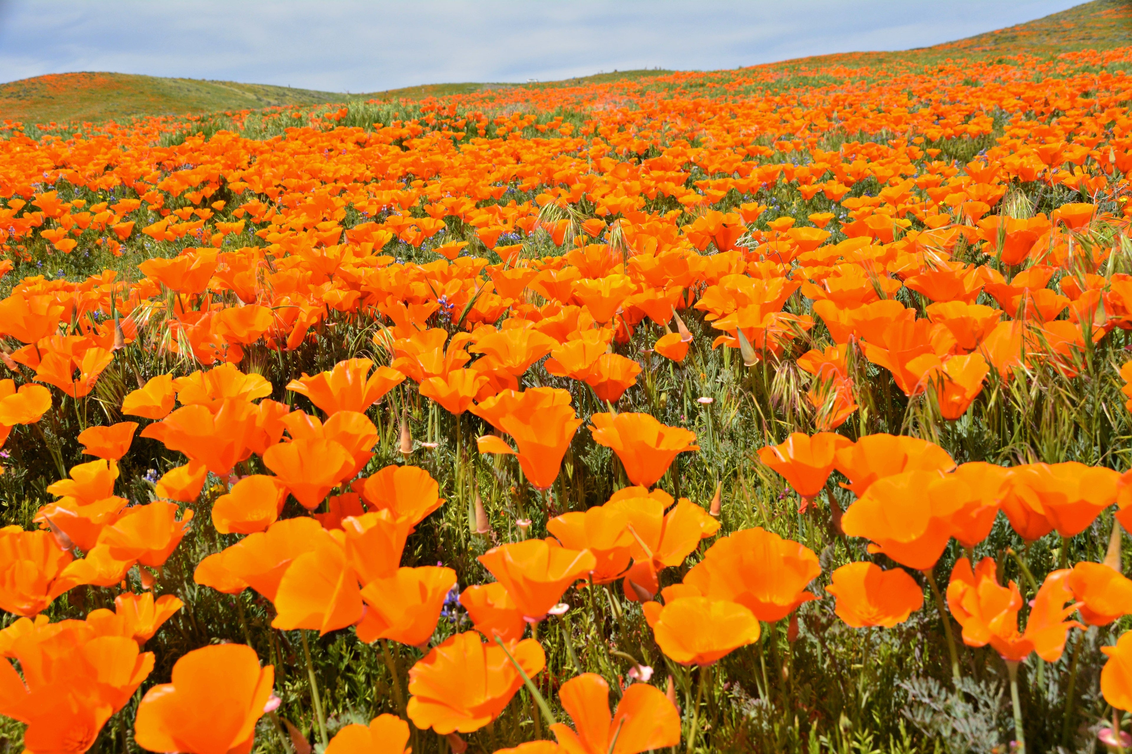 1000 ORANGE CALIFORNIA POPPY Eschscholzia Californica Flower Seeds