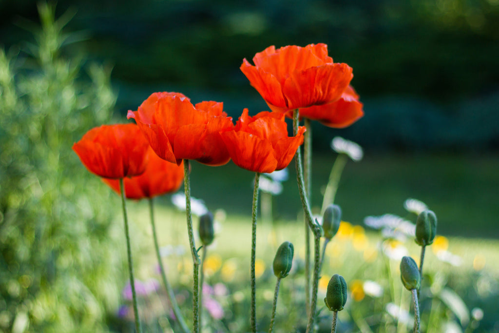 100 BEAUTY Of Livermere ORIENTAL POPPY Papaver Orientale Flower Seeds