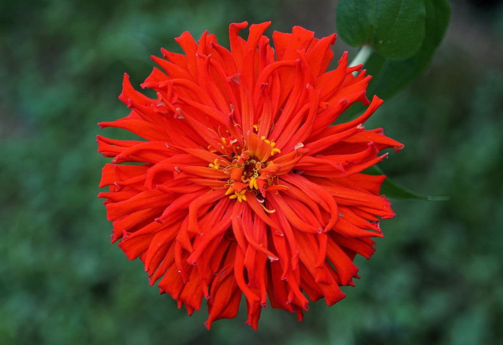 250 ZIN MASTER ZINNIA Mix Elegans Mixed Colors Flower Seeds