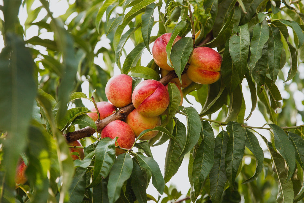 Nectarine Tree 'Karla Rose'