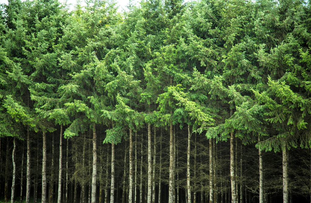 20 DOUGLAS FIR Tree Abies Pseudotsuga Menziesii Christmas Tree Blue Douglas Pine Spruce Native Evergreen Seeds