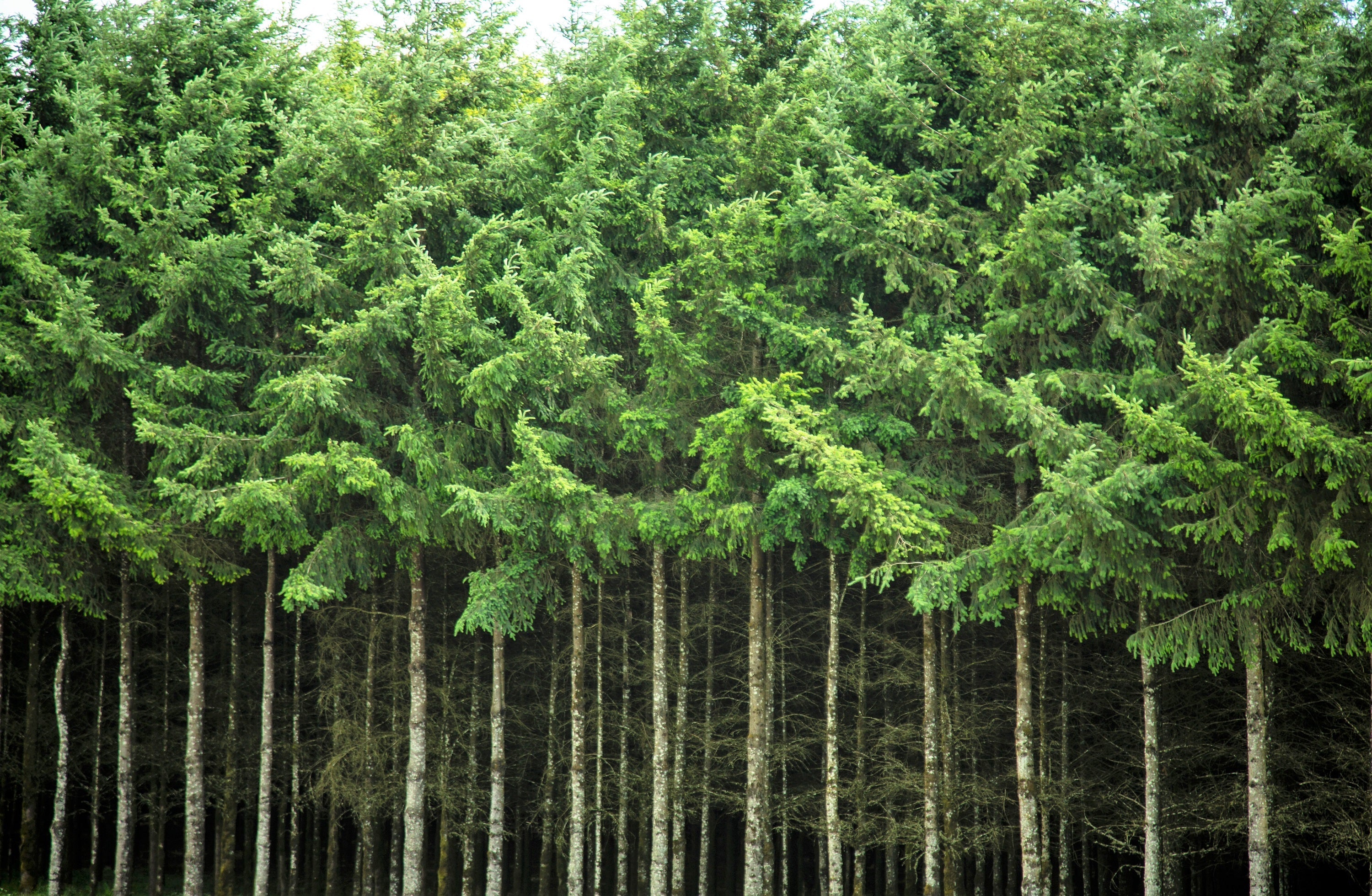 20 DOUGLAS FIR Tree Abies Pseudotsuga Menziesii Christmas Tree Blue Douglas Pine Spruce Native Evergreen Seeds